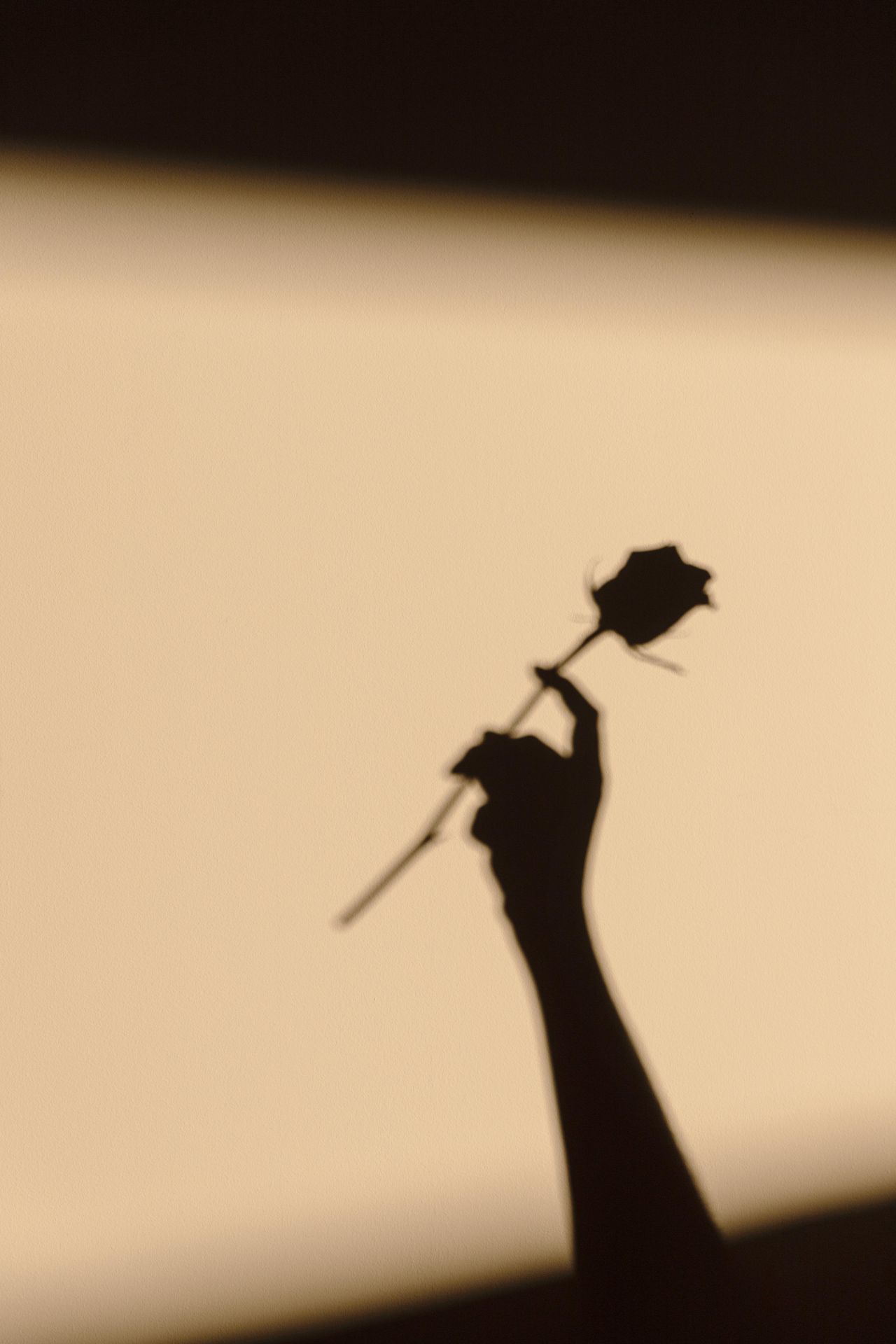 silhouettes-woman-holding-flower_reduced